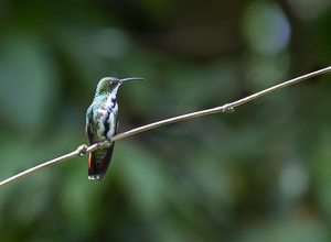 A Black-throated Mango Hummingbird - Female